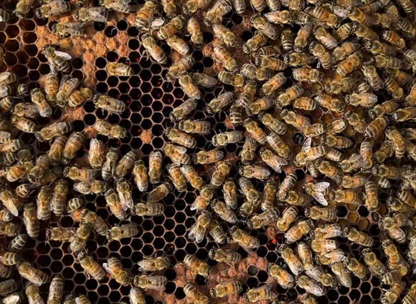 Bienen