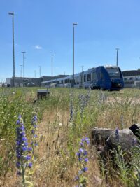 vlexx engagiert sich für Nachhaltigkeit: 40.000 Bienen finden neues Zuhause auf dem Betriebsgelände in Mainz
