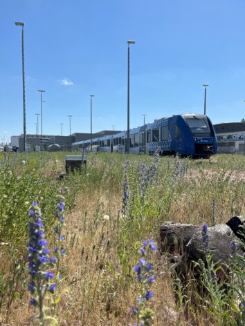 vlexx engagiert sich für Nachhaltigkeit: 40.000 Bienen finden neues Zuhause auf dem Betriebsgelände in Mainz