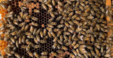 Bienen Ein Zuhause für Bienen